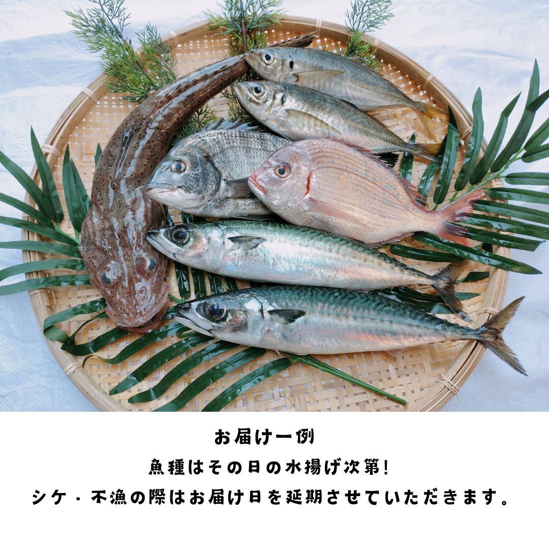 たっちゃんさま、南日本太平洋沿岸の魚類 南日本太平洋沿岸の魚類(池田博美, 中坊徹次 著) / 古本、中古本、古