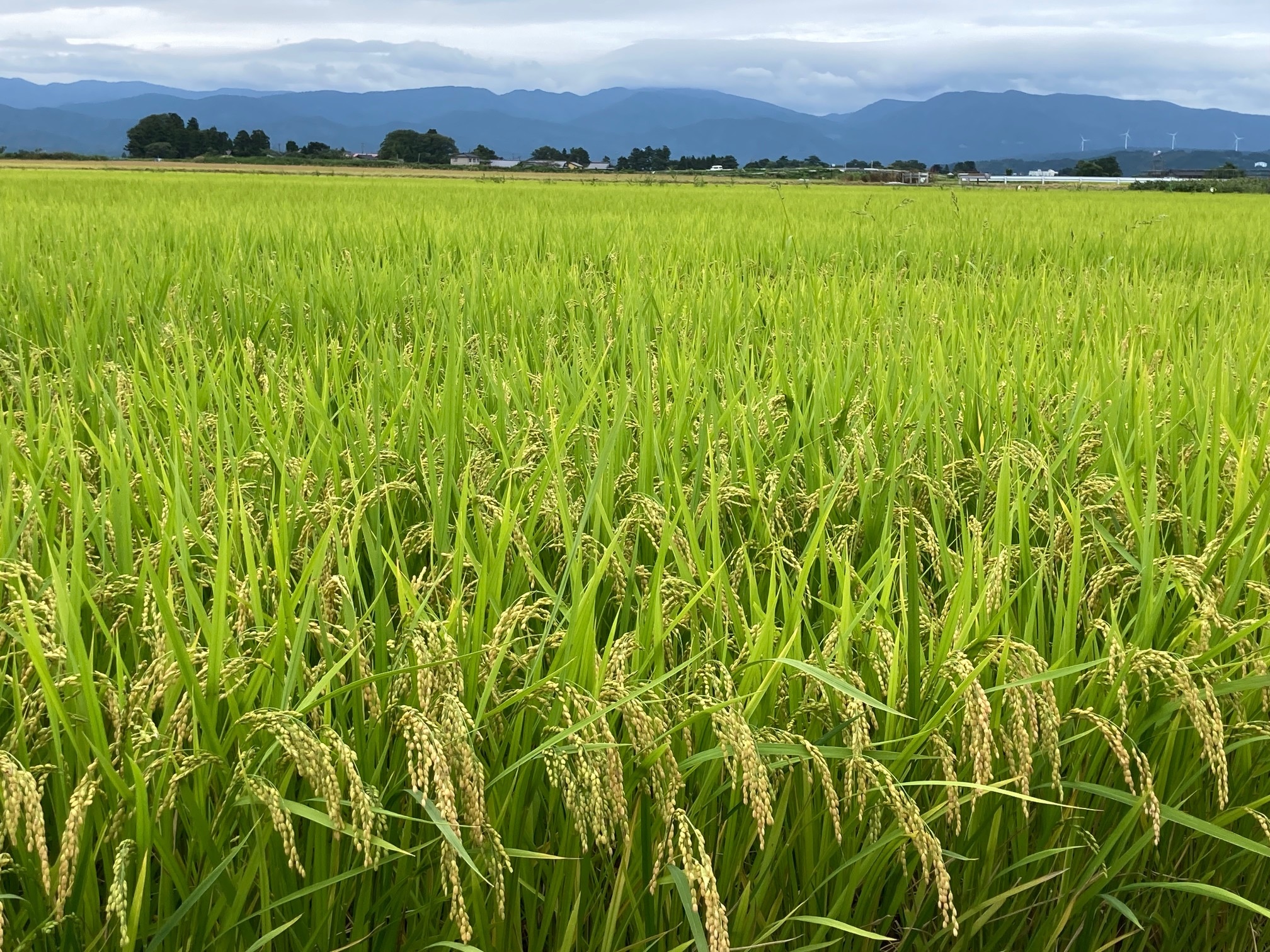 【鶴岡】令和4年山形県産 特別栽培米「つや姫」10kg（5kgx2)