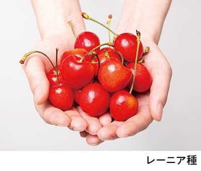 レーニア種（Rainier Cherry）
