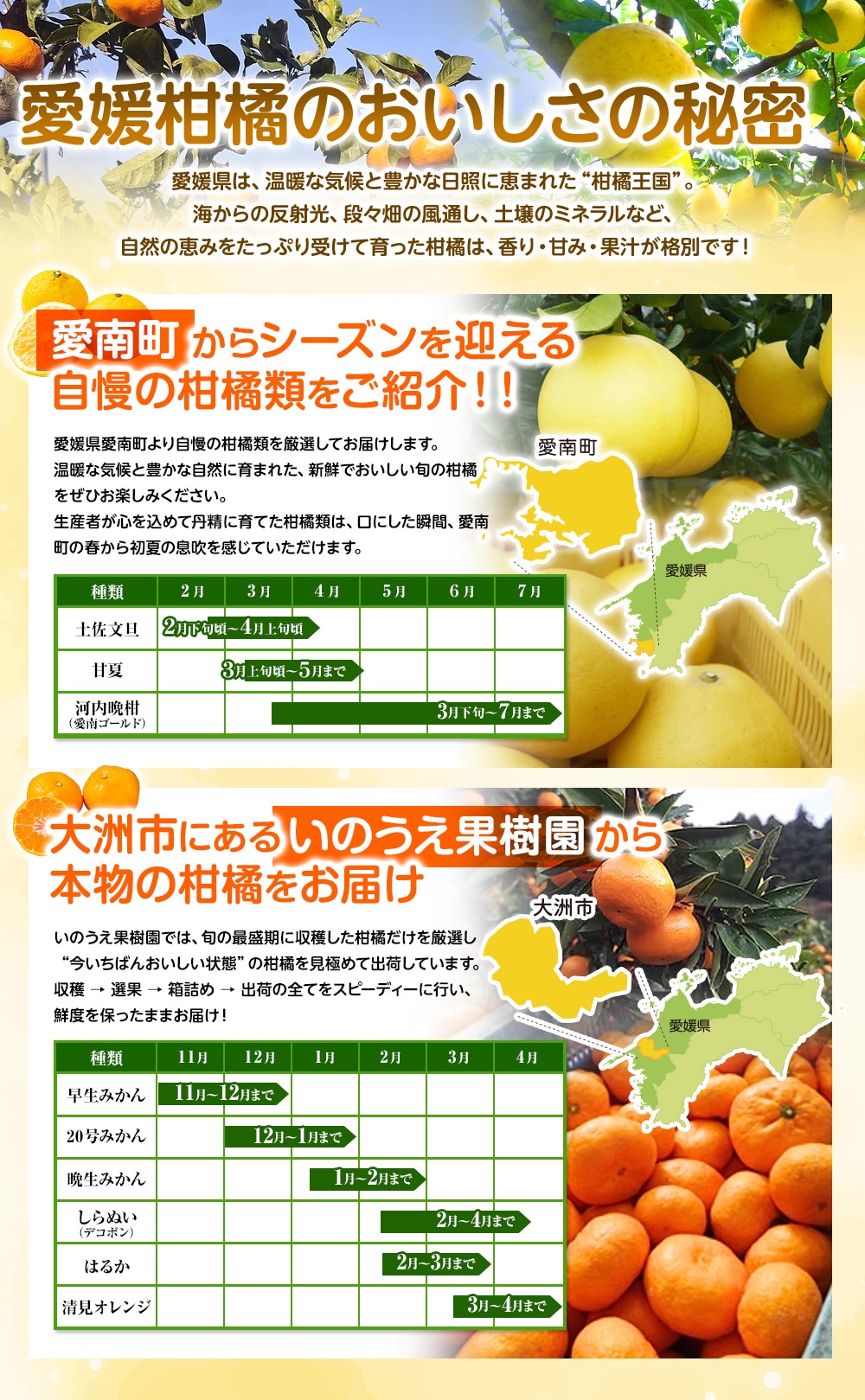 愛媛県の柑橘 特集