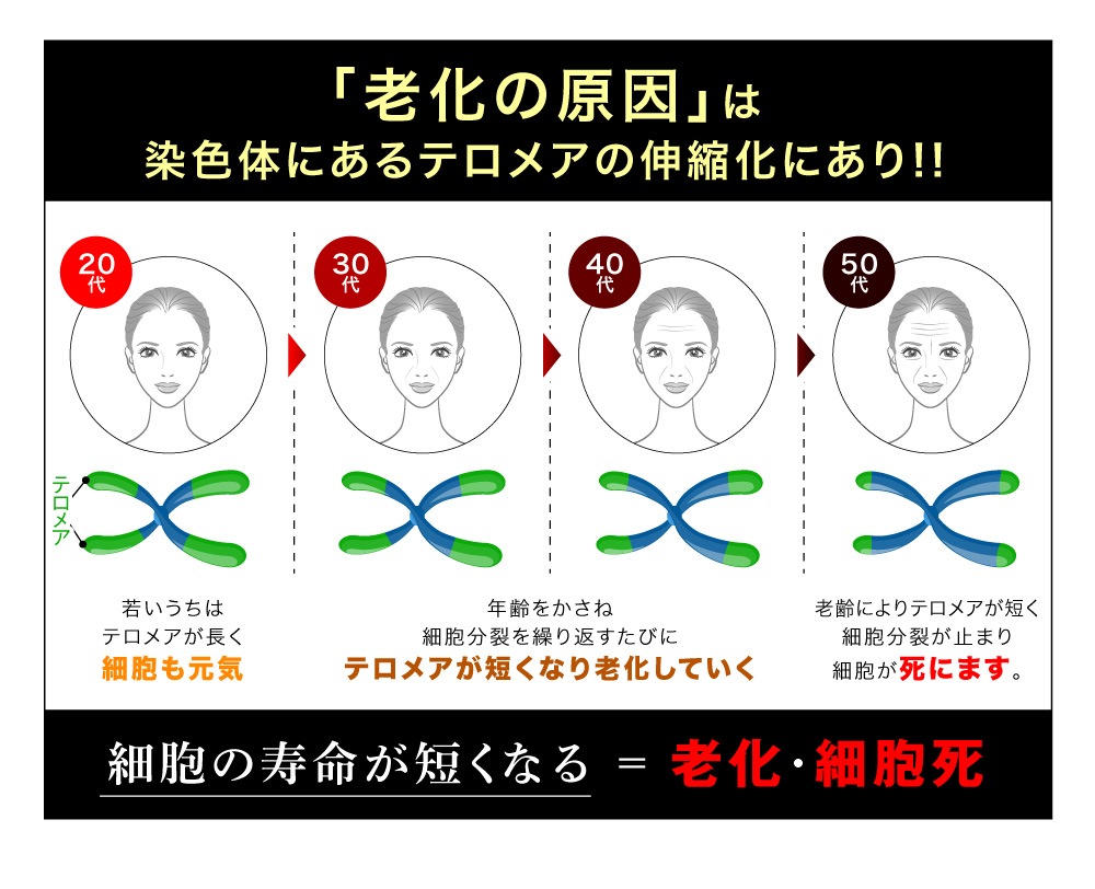 テロメア理論を取り入れた高級美容液 グラセル ディープモイスチャー ビューティーセラム30ml 美容 健康 スキンケア 基礎化粧品 Otameshi