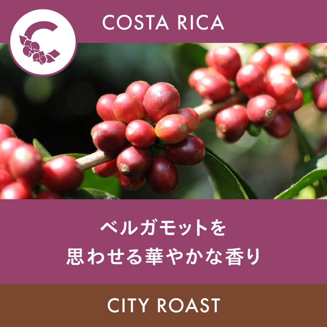 �ץ���ƥ��饹GC