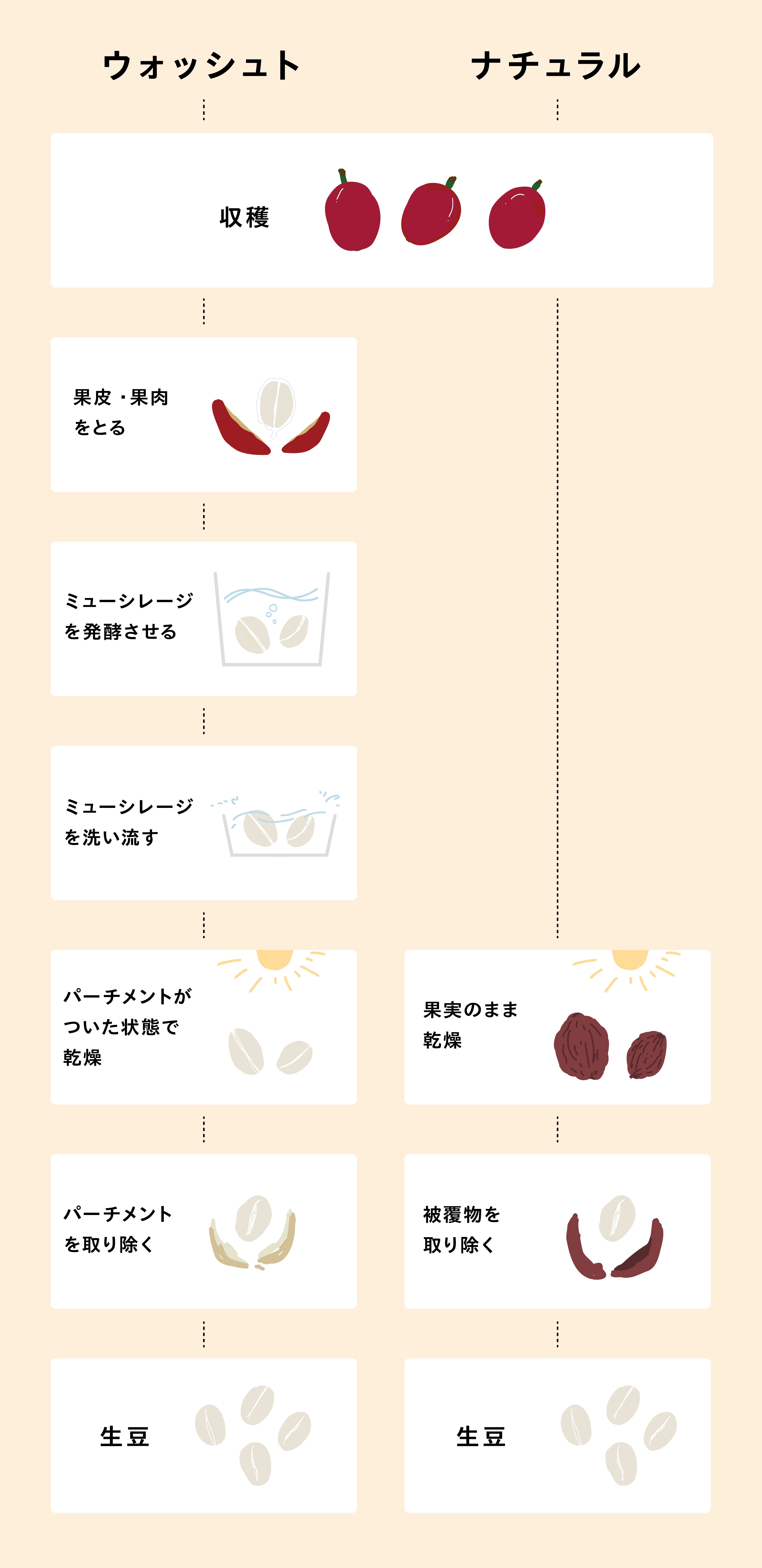 堀口珈琲】 飲んで学べる スペシャルティコーヒー -ウォッシュトと