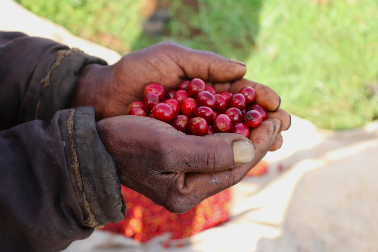 ¥²¥¤¥·¥ã¼Ì¿¿