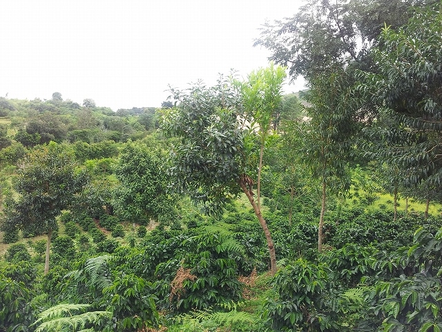 �ᥭ�����̿�