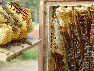 日本みつばちのハチミツ