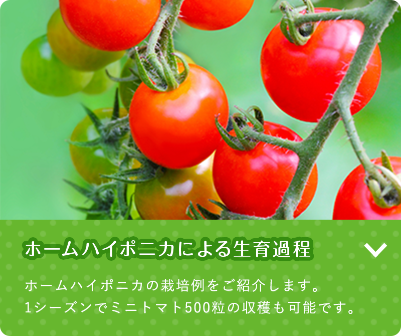 ホームハイポニカによる生育過程　ホームハイポニカの栽培例をご紹介します。1シーズンでミニトマト500粒の収穫も可能です。