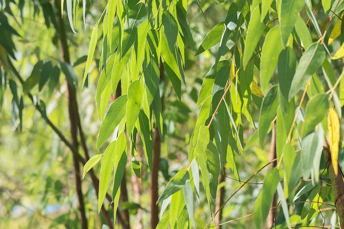 ロールオンアロマ ねむけあ 昼のユーカリ