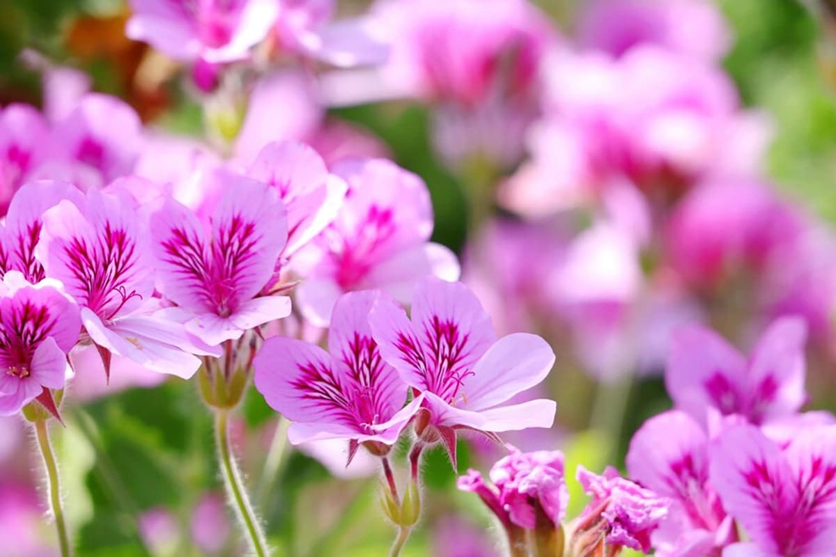 ピローミスト ぴろま 枕用フレグランス ゼラニウム