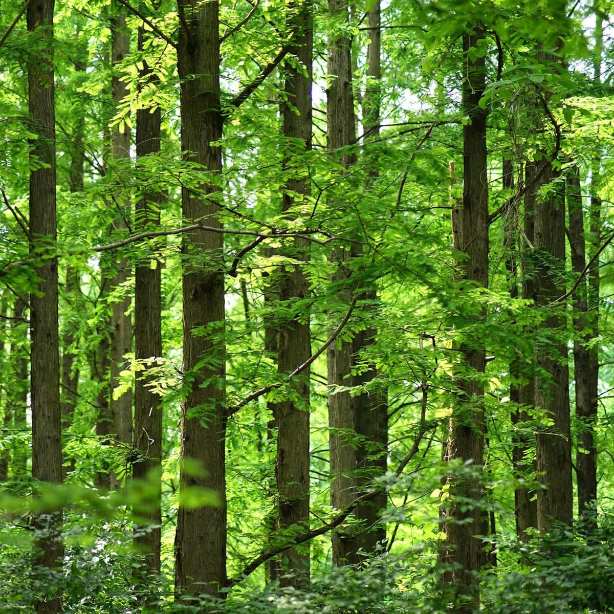 ピローミスト ぴろま 枕用フレグランス 京都産ひのき