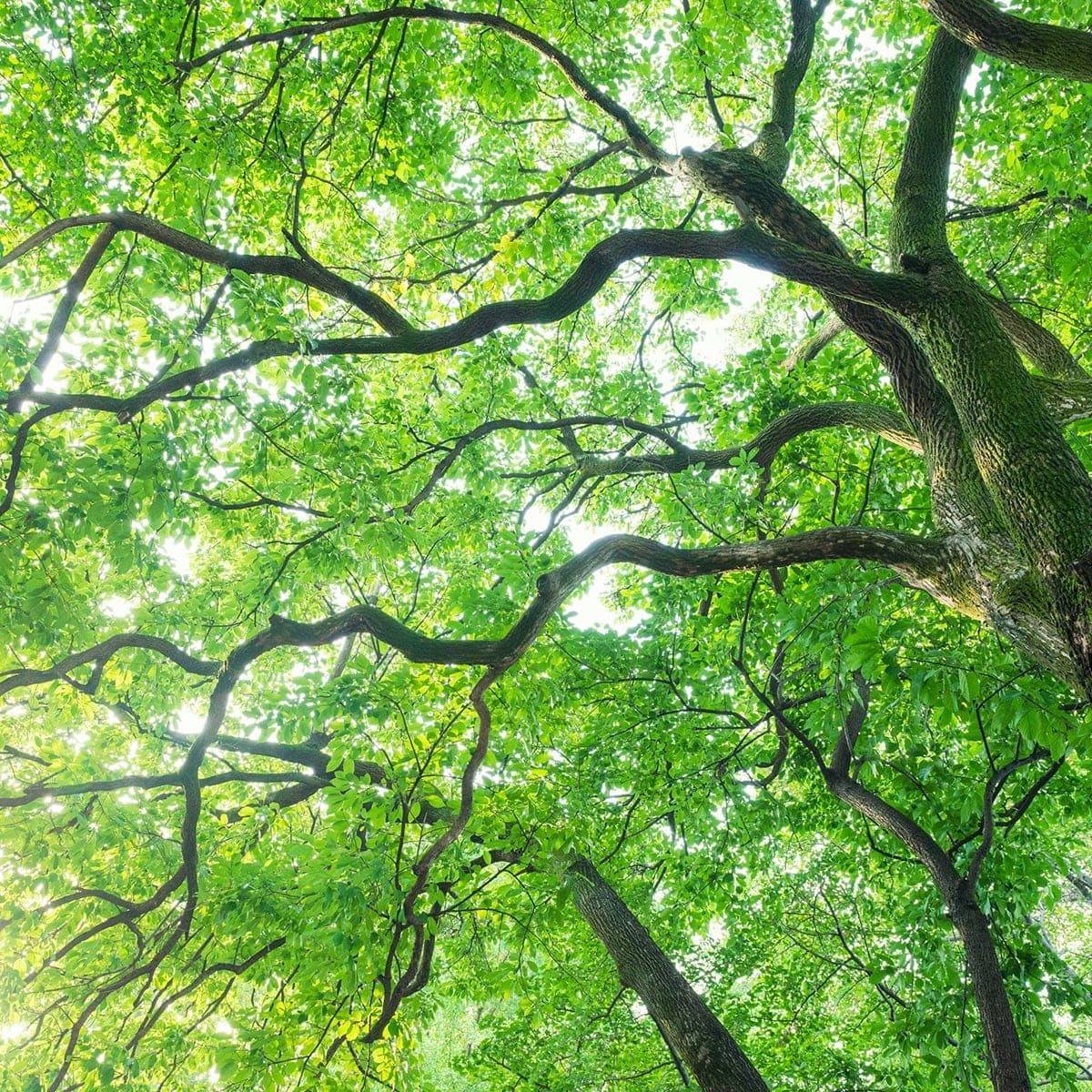 ピローミスト ぴろま 枕用フレグランス ホーウッド