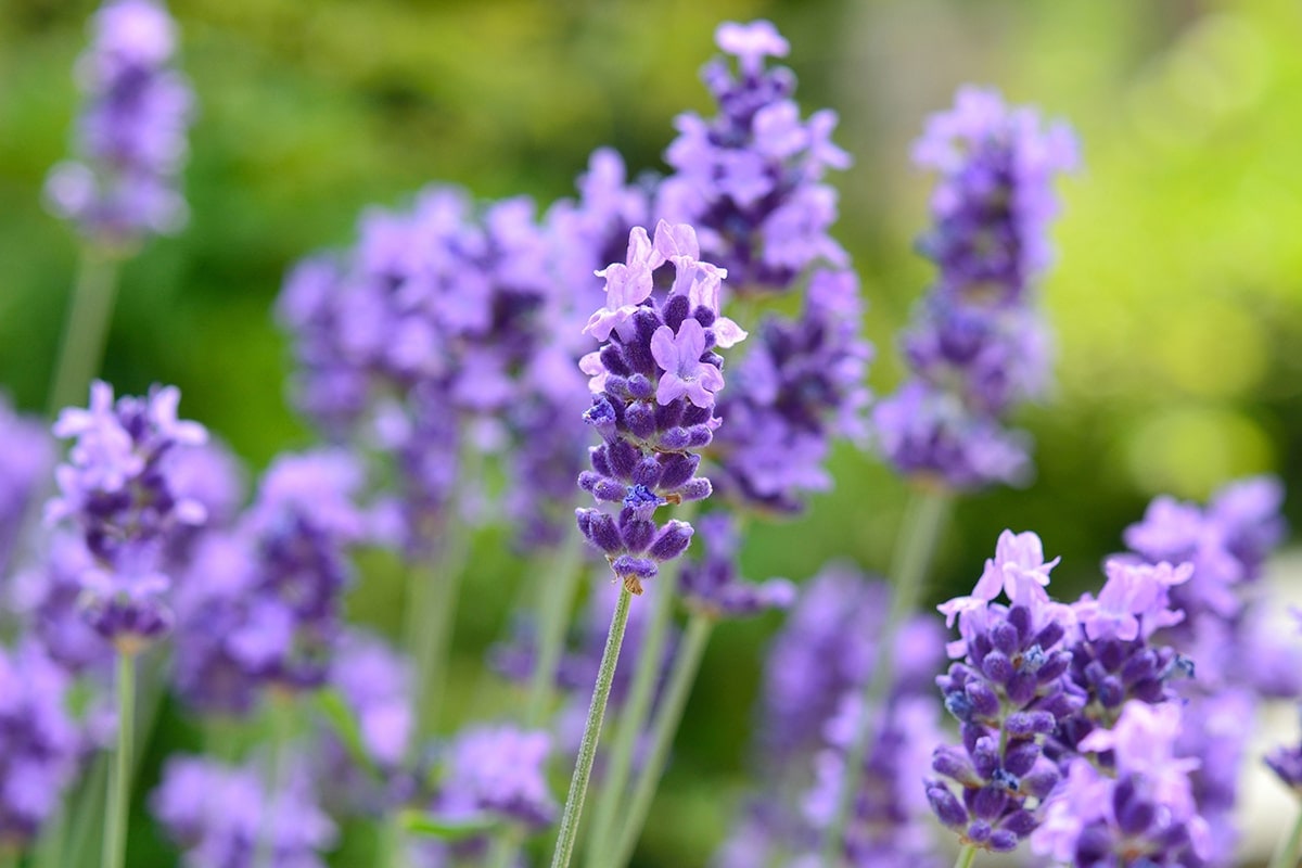 ロールオンアロマ ねむけあ 夜のラベンダー 7mL - 眠りの専門店 市田