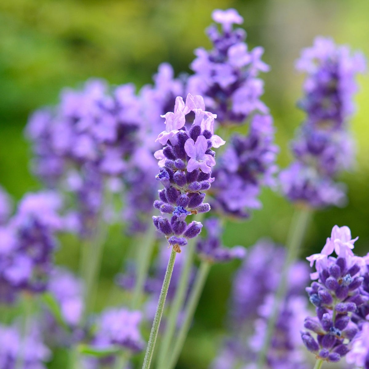 ピローミスト ぴろま 枕用フレグランス ラベンダー