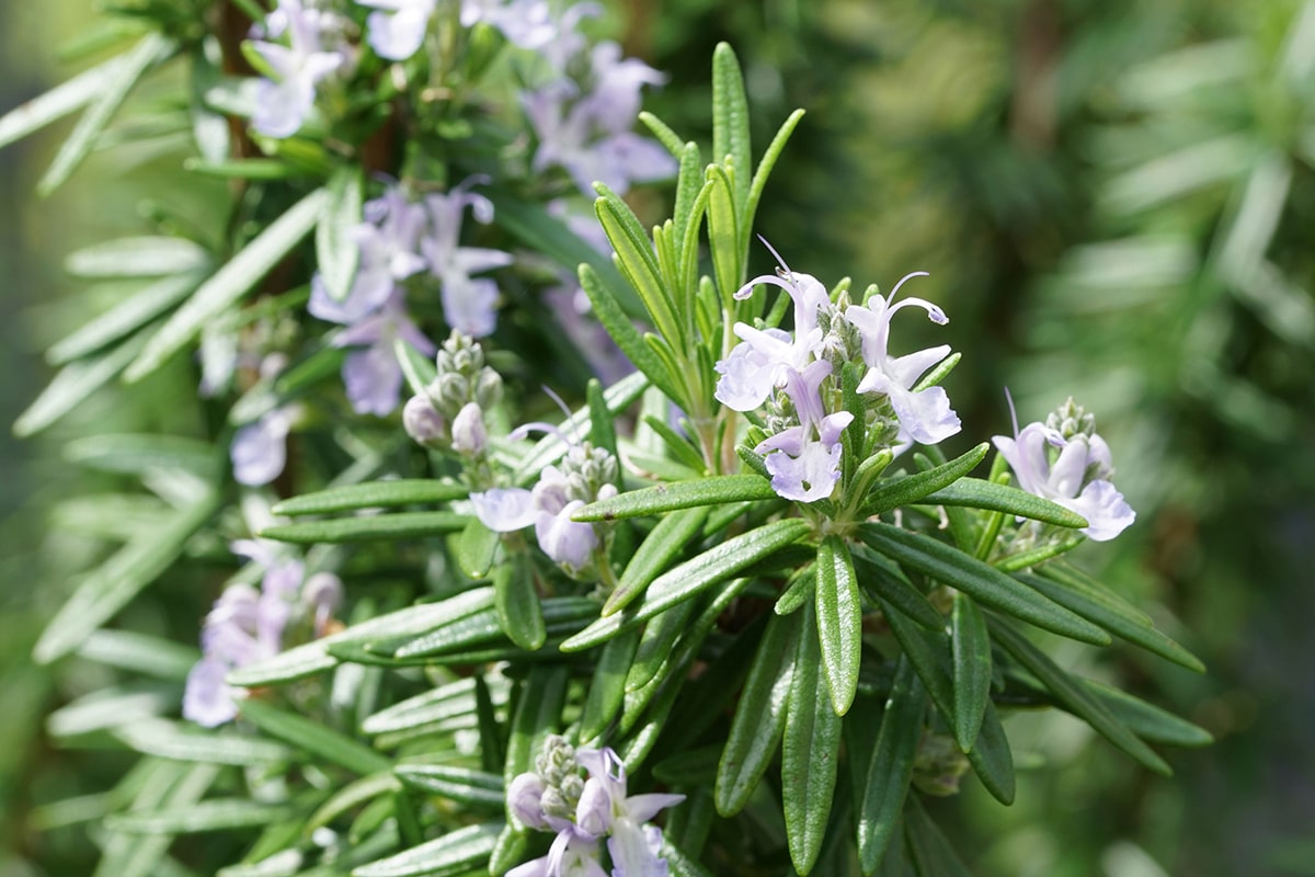 ロールオンアロマ ねむけあ 昼のローズマリー