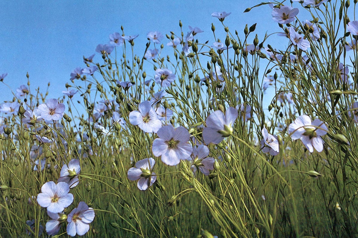 リネン（亜麻）