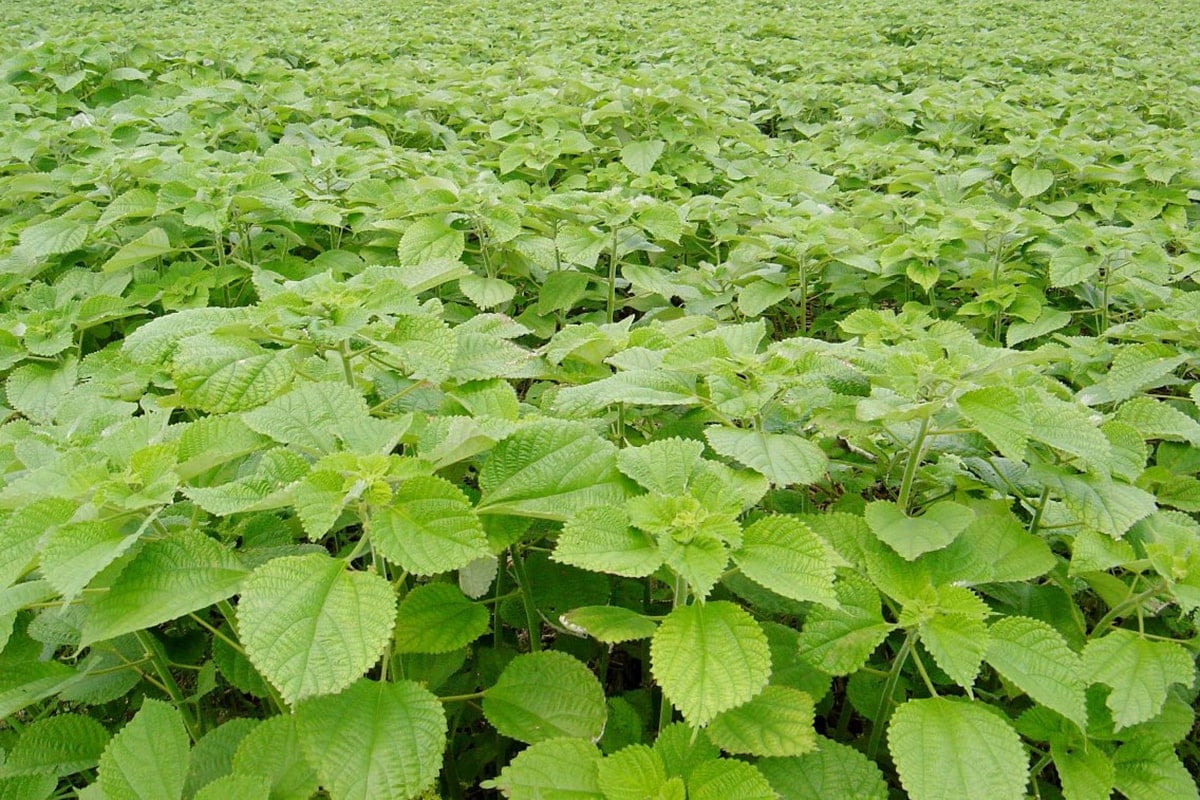 ラミー（苧麻）