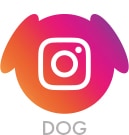 Instagram dog