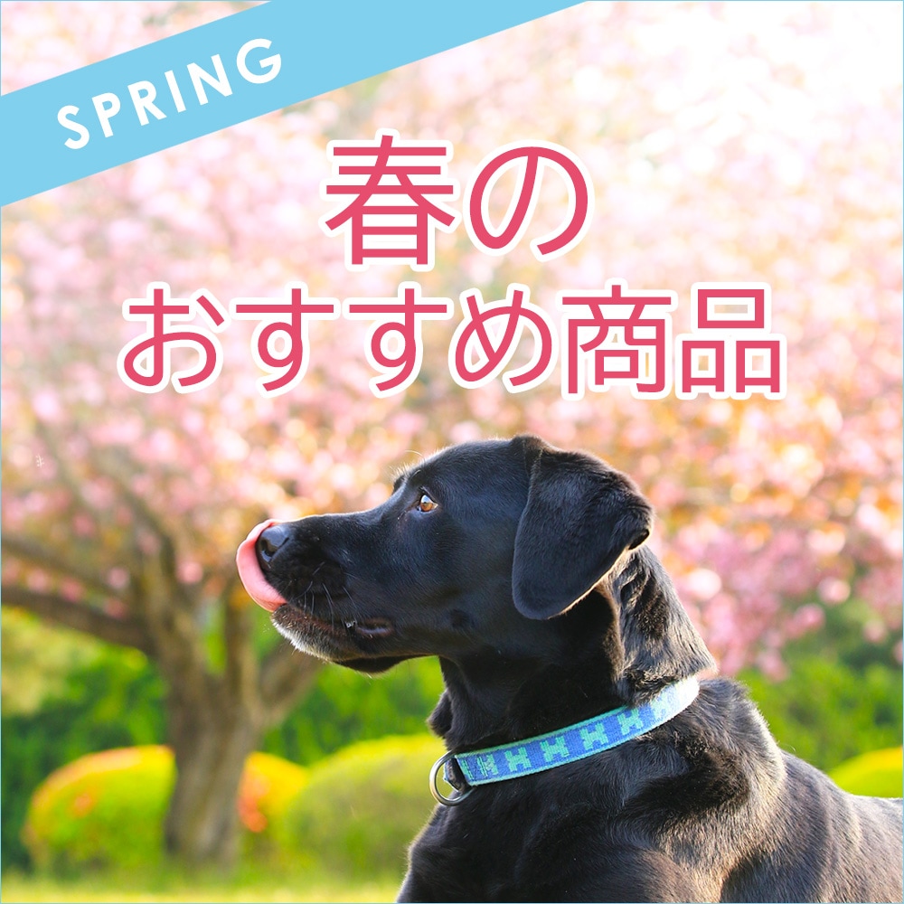 春のおすすめ犬商品