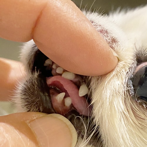 ���β���