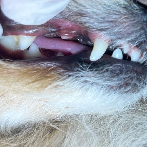 ���β���