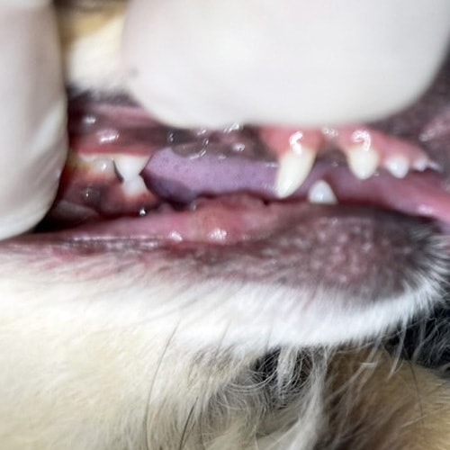 ���β���