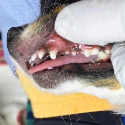 ���β���