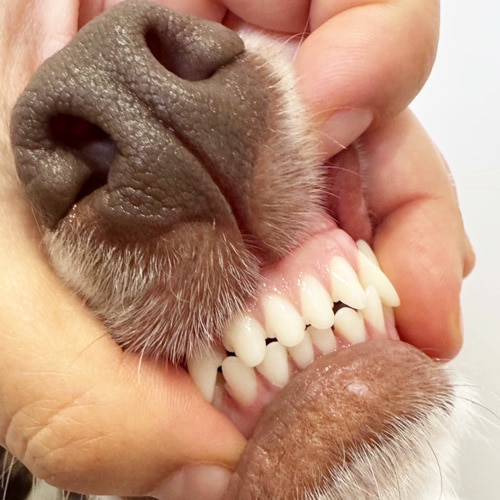 ���β���