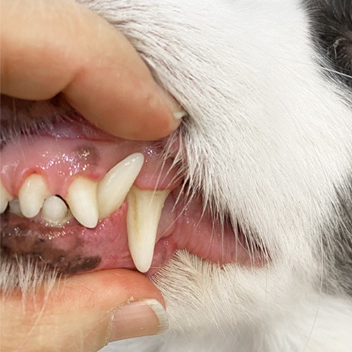 ���β���