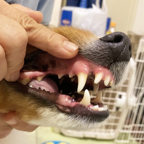 ���β���