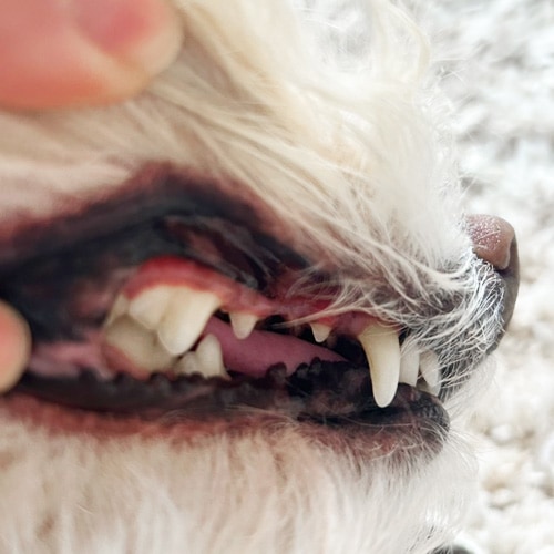 ���β���