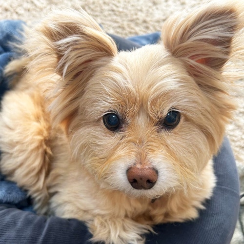 �������β���