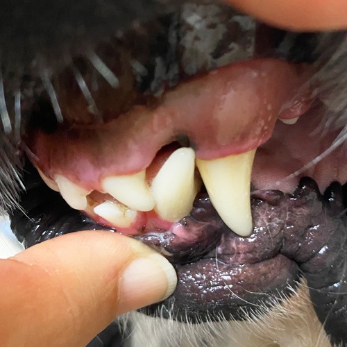 ���β���