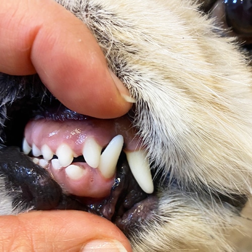 ���β���