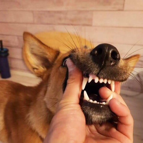 ���β���