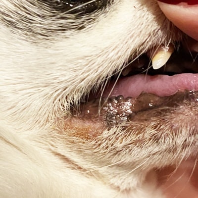 ���β���