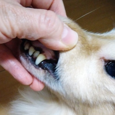 ���β���