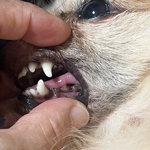 ���β���