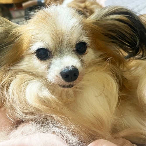 �������β���