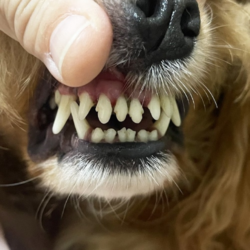 ���β���