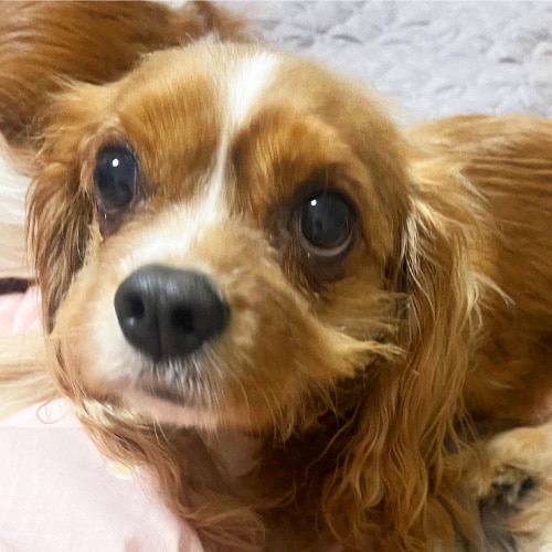 �������β���