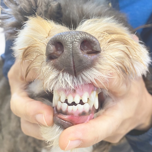 ���β���