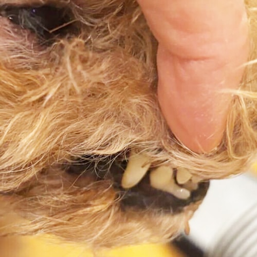 ���β���