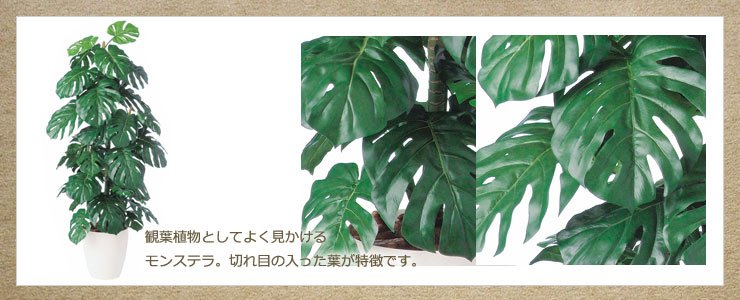 TOKAモンステラ バーク付 140cm【受注生産品】【送料区分：2】｜造花や