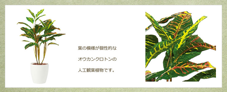 Tokaオウカンクロトン バーク付 100cm メーカー直送品 代金引換不可 日 祝 時間指定不可 送料区分 2 造花や人工観葉植物 の通販サイト インテリアグリーンドットコム