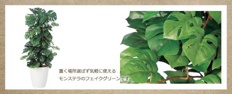 TOKAヒメモンステラヘゴ-DX バーク付 90cm【受注生産品】【送料区分：2 