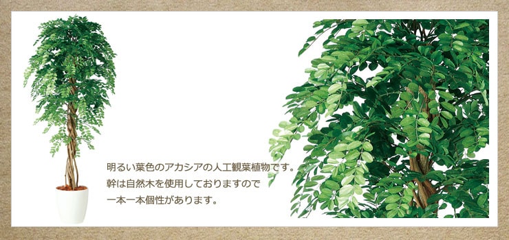 TOKAアカシアリアナ 幹：自然木 バーク付 150・180・200cm【法人様限定