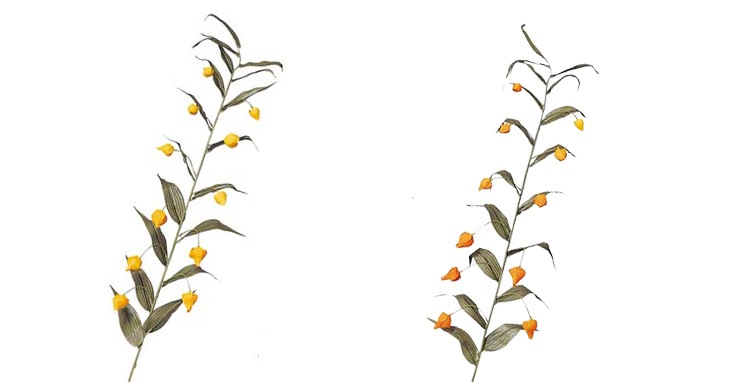サンダーソニア 送料区分 1 造花や人工観葉植物の通販サイト インテリアグリーンドットコム