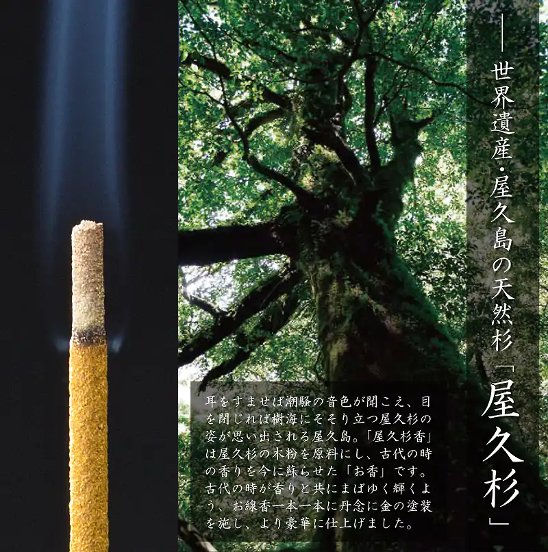 屋久杉香の拡大画像。屋久杉の木粉を原料に使用していることを伝えるため、世界遺産・屋久島の樹齢数千年の苔むした屋久杉の巨木（大木）を写した森の風景画像。