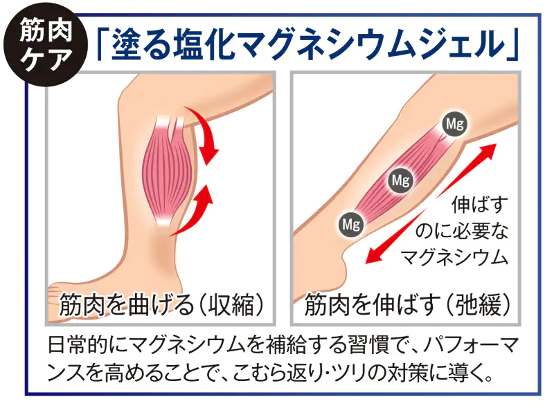 筋肉ケア「塗る塩化マグネシウムジェル」の働き。筋肉を曲げる（収縮）状態と、伸ばす（弛緩）状態の図解。筋肉を伸ばすのにマグネシウムが必要であり、日常的なマグネシウム補給の習慣がこむら返りや足のツリ対策に導くことを説明。