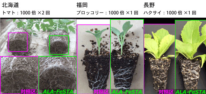 アラフェスタ ALA-FeSTA 1kg (780ml) 高機能液体肥料 サカタのタネ